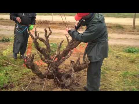 Riebke Bush Vine Grenache