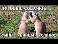 ЛУГОВЫЕ СОБАЧКИ: Социальные белки умеют целоваться и убивать сусликов. Интересные факты про животных