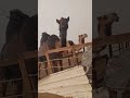 هل ياكل البسباس جمل mp3