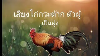 เสียงไก่กระต้าก ตัวผู้ กระต้ากเป็นฝูง (ติ,ชม,ได้ครับ)