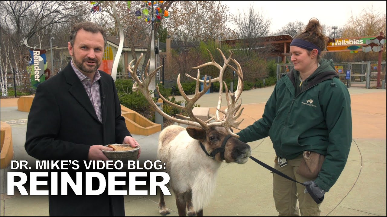Dr mike s video blog reindeer youtube
