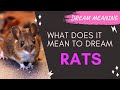 MEANING OF DREAM RATS : Interpretation &amp; Symbolism