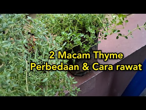 Video: Perawatan Lemon Thyme - Menanam Dan Memanen Herbal Lemon Thyme