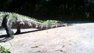 Alligator Taking A Morning Walk