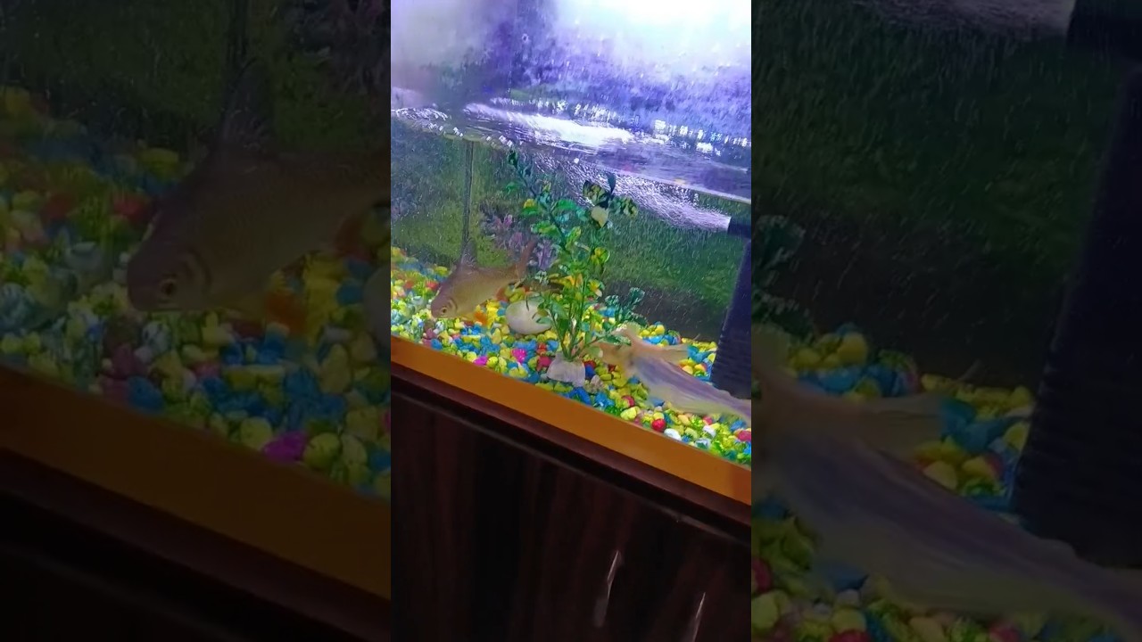 #aquarium #fish #fishtank #fishaquarium 🐠🐠🐠🐠😘🥰🥰🙏🙏🙏