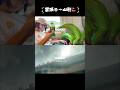 【いちなる】宮城県に行ってきたよ🌴【イオンモール名取】 #shorts #setlog