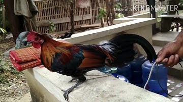 qaib dib zoo nkauj yog nyiam txhob siab nyhav wastapp 02054041868