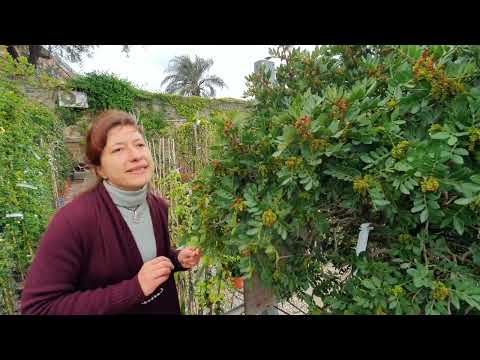 Video: Cos'è un lentisco - Coltivare un lentisco in giardino