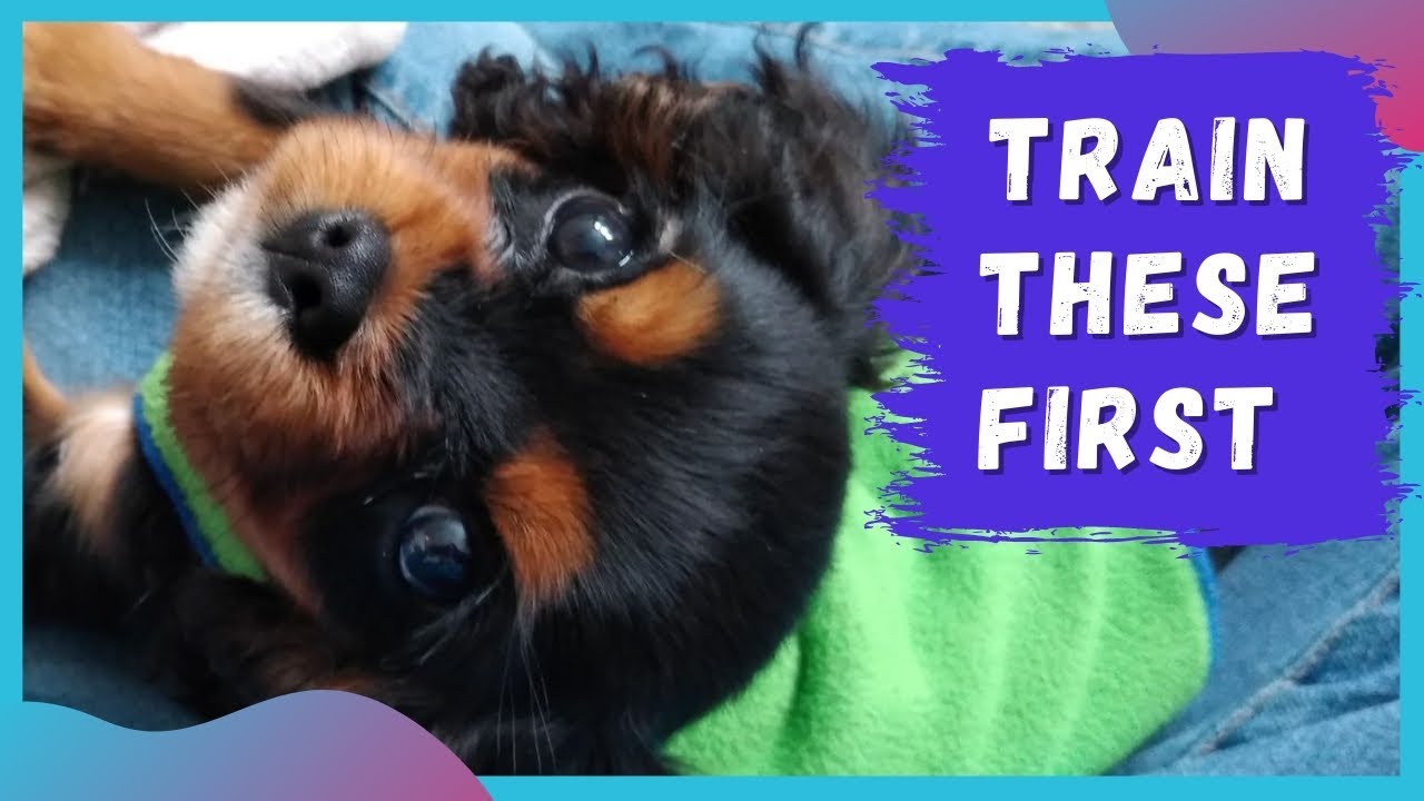 How to Train a Cavalier King Charles Spaniel Puppy – American