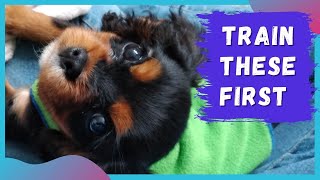 Cavalier Puppy Training Tips | First Puppy Training Basics