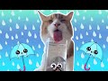 😂😍 GATOS CHISTOSOS para REIR sin parar | RECOPILACIÓN SHORTS GATOS