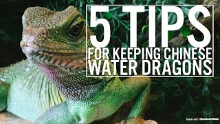 5 Tips For Keeping Chinese Water Dragons