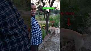 Mr. White Dog got caught eating Bhaang by Fauji Papa! 😂🍃 #shorts #dogshorts