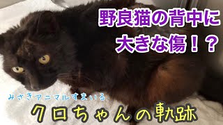 【保護猫】背中に大きな傷を抱えていた野良猫クロちゃん【みさきアニマルすまいる】 by みさきアニマルすまいる 2,313 views 1 year ago 6 minutes, 25 seconds