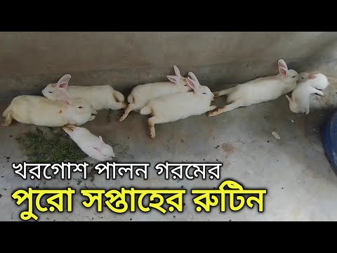 ভিডিও: খরগোশ কি তাদের কুঁড়েঘরে ফিরে যাবে?