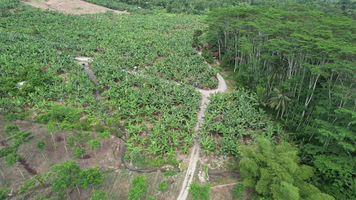 Drone footage over the rice fields