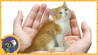 Gives the kitten Mimi in good hands