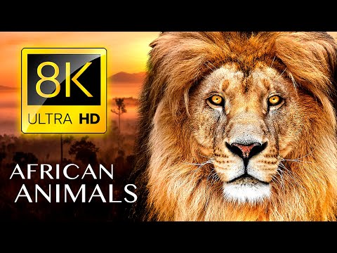 AFRICAN ANIMALS 8K ULTRA HD - Wildlife with Real Sounds 8K TV