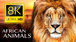 Африканские Животные 8K Ultra Hd — Дикая Природа С Реальными Звуками 8K Tv