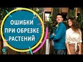 Ошибки при обрезке растений. Интервью с Алексеем Соловьёвым. Серия 2