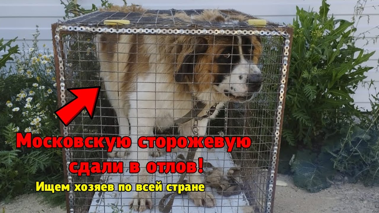 Московская сторожевая собака сидит в клетке и её могут усыпить - YouTube