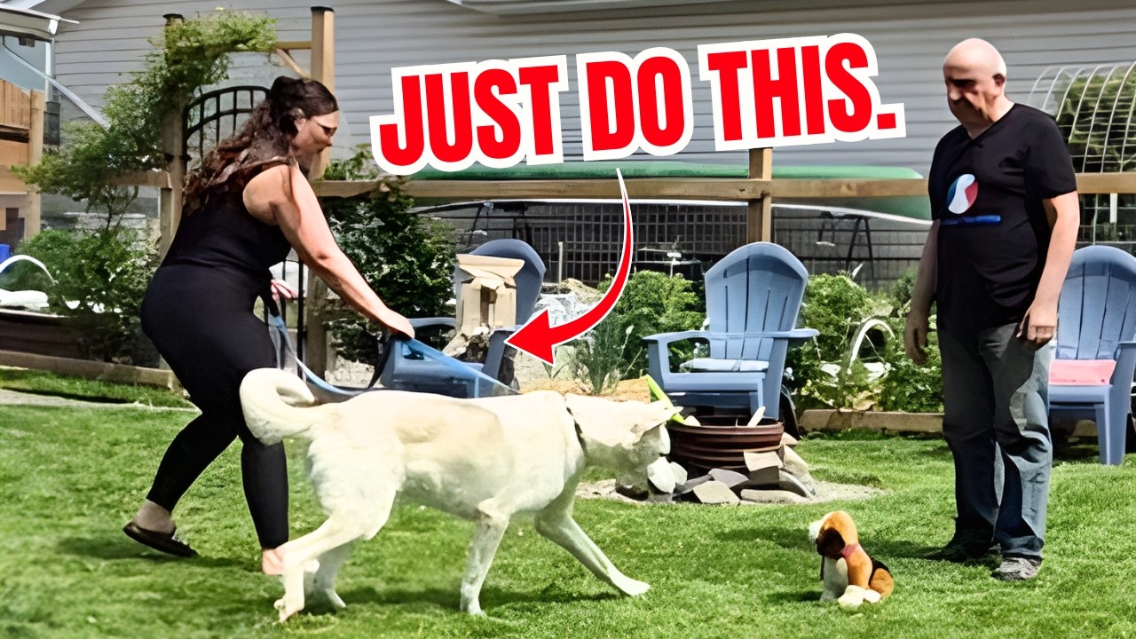 How to Fix Dog Reactivity So Fast It Feels Illegal