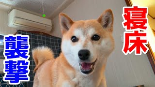 元気に満ちた柴犬が勢いよく寝床に来やがった