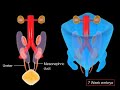 12  the development of the urinary tract