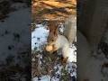 Кормим белочку орехом #белка #белочка #орех #squirrel #nature #winter #love