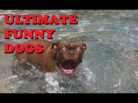 funny-dogs-video:-compilation-of-crazy-dogs-2018