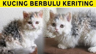 Mengenal Kucing Laperm, Ras Kucing Langka Berbulu Keriting dengan Harga Fantastis 🙀 by Kucing Meong 994 views 9 months ago 4 minutes, 47 seconds