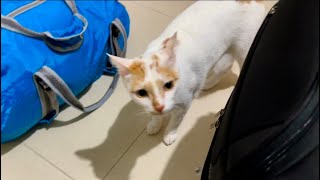 I’m Back With My Rescue Cat (I Was Away For Almost 3 Weeks) by Our Furry Tribe 486 views 1 month ago 1 minute, 20 seconds