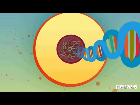 Video: Jsou buňky nejmenší jednotkou života?