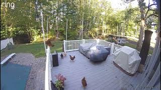 uhhh.. I think they were startled…. #ringcamera #memes #chicken 