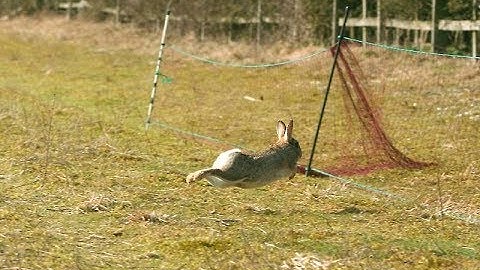 A purse net netmaking tutorial for ferreting