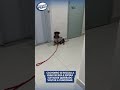 Cachorro se recusa a usar escada e espera elevador quebrado voltar a funcionar