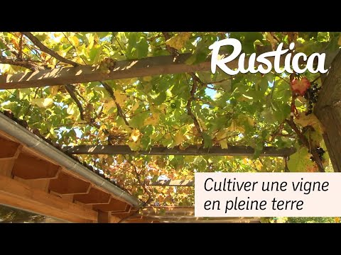 Vidéo: Cultiver des raisins dans des conditions sèches : découvrez les vignes qui survivent à la sécheresse