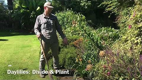 How to Divide and Plant Daylilies