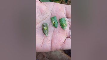 Cách ghép mắt chồi -kỹ thuật ghép cây đỉnh cao 2025