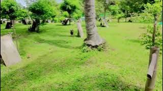 Download lagu David Mission Farm - Negros Occidental