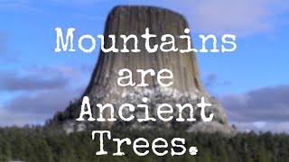 MOUNTAINS ARE ANCIENT TREE STUMPS 👁🌳