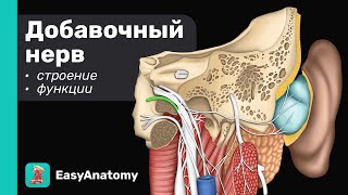 ЧМН XI: Добавочный нерв. Анатомия &amp; Функции | Черепные нервы | Easy Anatomy