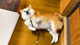 Shibe broadly interpreted the fact that the door hit the tail as being stroked.