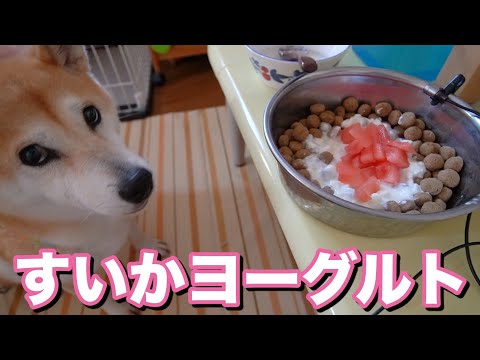 柴犬小春　むしろ飼い主が食べたい！スイカヨーグルト ASMR　音フェチ　飯テロ