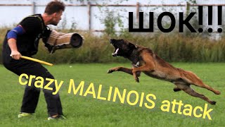 Crazy Malinois attack ENZO