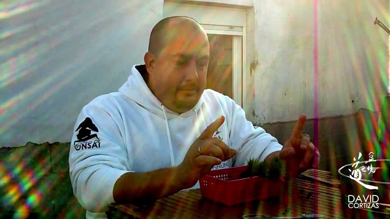 Bonsai Zero pino - El plantado