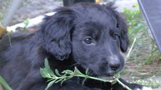 Border Collie - Cocker Spaniel Mix 2ter Wurf by Moviemaker 13,055 views 5 years ago 3 minutes, 50 seconds