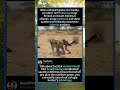 The Ultimate Tactical Defense Alliance! #DefensiveAlliance #TacticalMasterminds #WarthogTeamwork