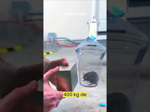 Video: Anillo magnético de neodimio: ¿qué es?