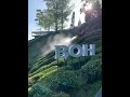 Cameron Highlands - the Tea Plantations